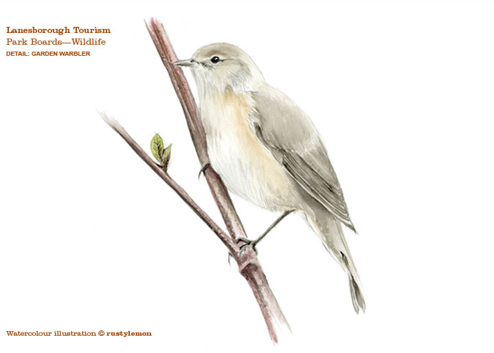 Lanesborough Tourism, Park Boards (Garden Warbler watercolour illustration)